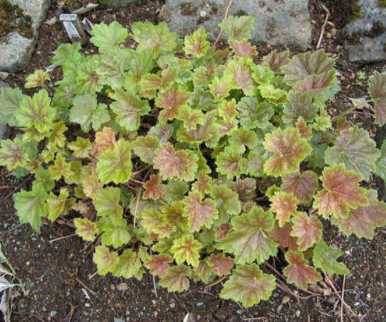 ฮิวเชอร่า (Heuchera Metallica - Heuchera americana) / 50 เม็ด (Australia)