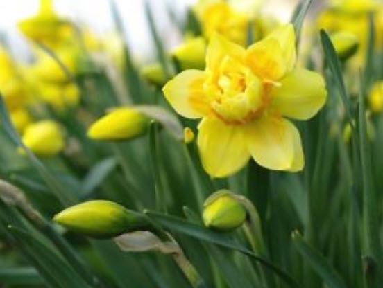ดารารัตน์ (Daffodil) สีเหลือง / 50 เม็ด