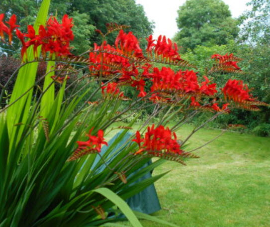 โครคอสเมียร์ ลูซิเฟอร์แดง (Crocosmia - Red Lucifer) / 50 เม็ด (UK)