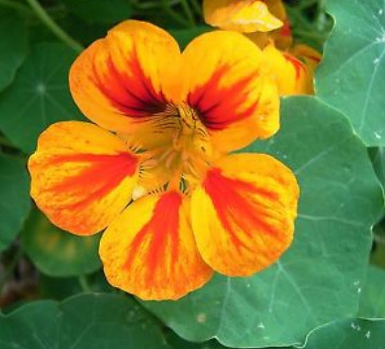แนสเตอเตียม (Nasturtium) คละ / 20 เม็ด (UK)