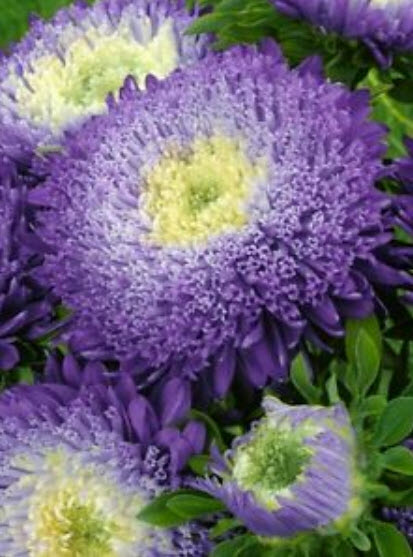 แอสเตอร์ ปริ้นซิลี่ (Aster Princely) คละ / 450 เม็ด (UK)