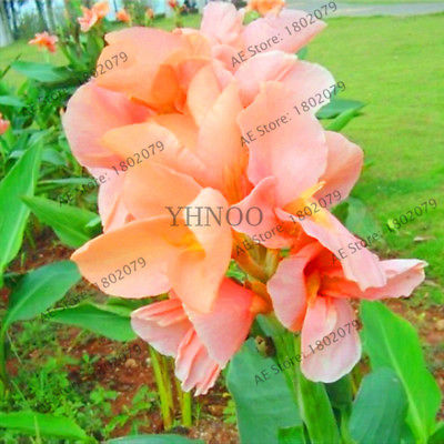 พุทธรักษา (Canna Lily) คละสี / 10 เม็ด (ไทย)