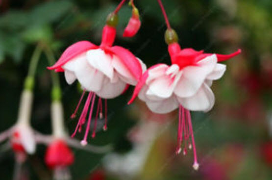 โคมญี่ปุ่น (Fuchsia) คละสี / 200 เม็ด
