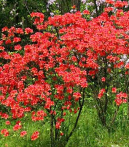 ดอกไม้ไหว (Plain Coreopsis) สีแดง / ซอง 30 เม็ด (A227)