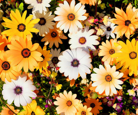แอฟริกันเดซี่ (African Daisy) คละโทนสีส้ม-เหลือง / 500 เม็ด (UK)