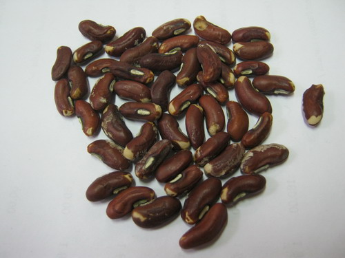 ถั่วฝักยาว พันธุ์พิจิตร 3 / 50 เม็ด