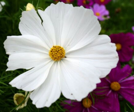 ดาวกระจาย เออลี่ เวก้า (Cosmos - Early Vega) / 100 เม็ด (UK)*