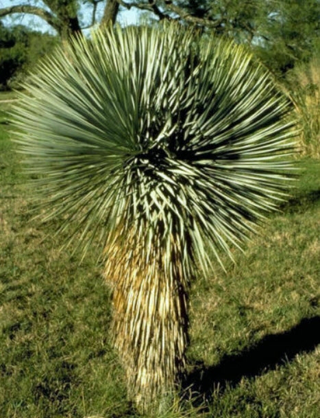 บีค ยุคก้า (Beaked yucca) / 10 เม็ด (Portugal)