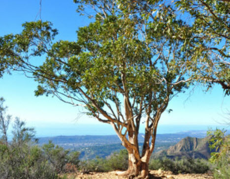 ยูคาลิปตัส เลมอน (Lemon-Scented Gum) หรือ คอรีมเบีย (Corymbia) / 50 เม็ด (UK)