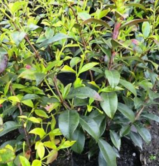 มะลิเลื้อย หรือมะลุลี สีเหลือง / 10 เม็ด (นอก)