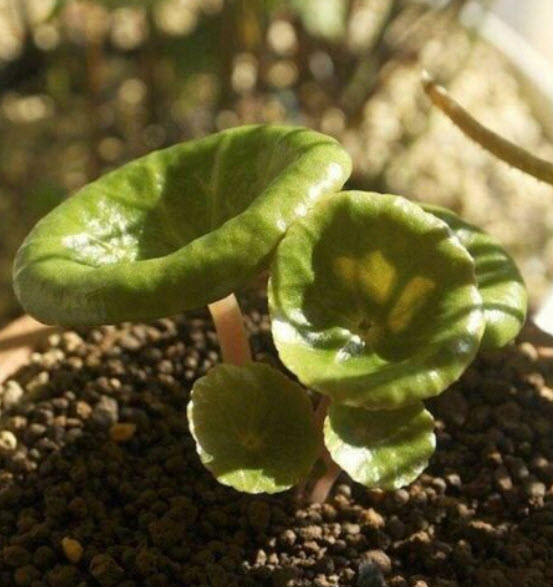 คราสซูล่า อัมเบรลล่า (Crassula Umbrella) / 100 เม็ด