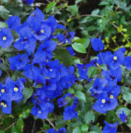 เฟื่องฟ้า (Bougainvillea) สีน้ำเงิน / 50 เม็ด (China) อ่านเงื่อนไขก่อนสั่งซื้อค่ะ