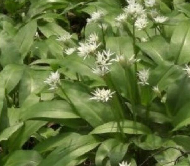 กระเทียมป่า (Wild Garlic / Allium ursinum / Ramsons) / 100 เม็ด (UK)