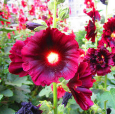 ฮอลลีฮ็อค (Hollyhock) คละสี /100 เม็ด