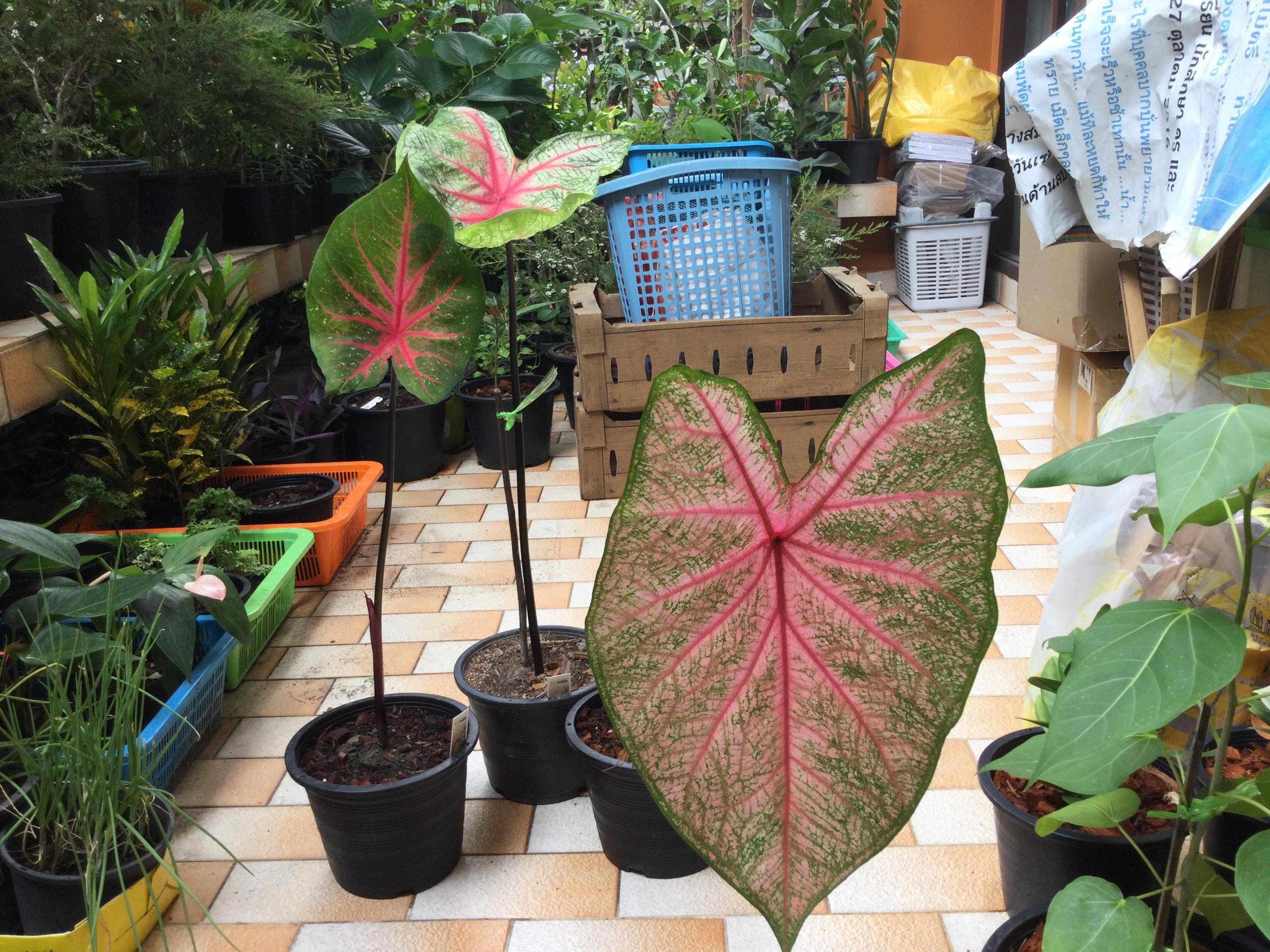 ต้นบอนสี ชมพูอันดามัน กระถาง 8 นิ้ว / ต้น*