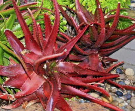 ว่านหางจระเข้แดง (Aloe Cameronii / Red Aloe Vera) / 5 เม็ด (UK)*