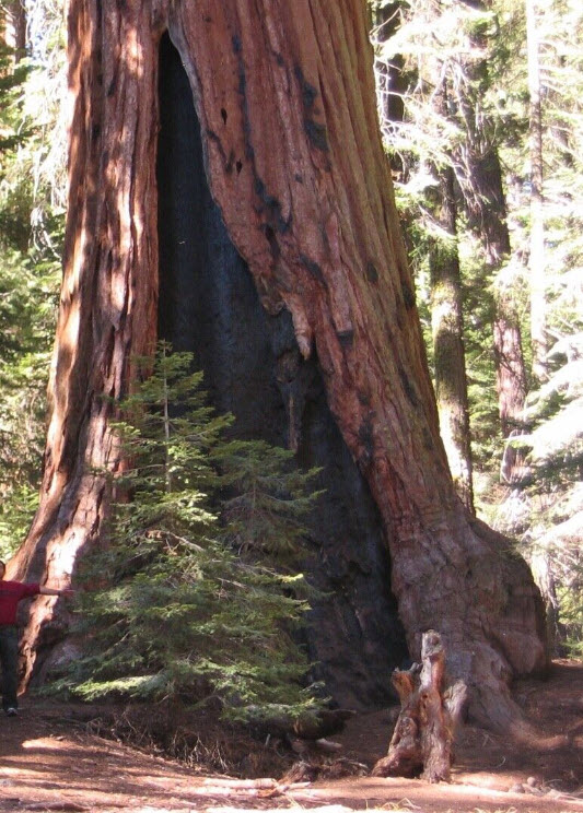 สนยักษ์ซีคัวญ่า (Sequoiadendron Giganteum) / 10 เม็ด (USA)