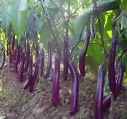 มะเขือยาวม่วง / 700 เม็ด (นอก)