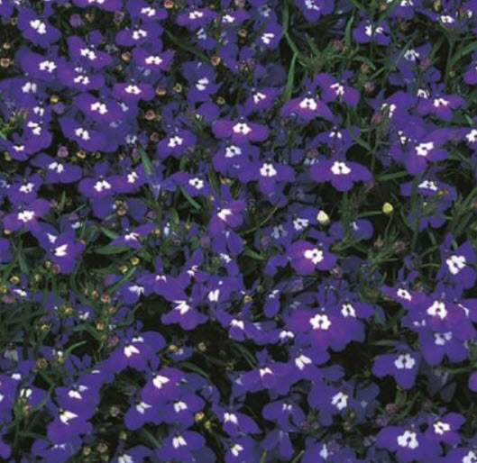 โลบีเลีย (Lobelia - Mrs Clibran) สีม่วงกลางขาว/ 5,000 เม็ด (UK)