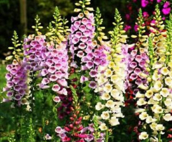 ดิจิทาลิส (Digitalis) คละ / ซอง 50 เม็ด (A124)