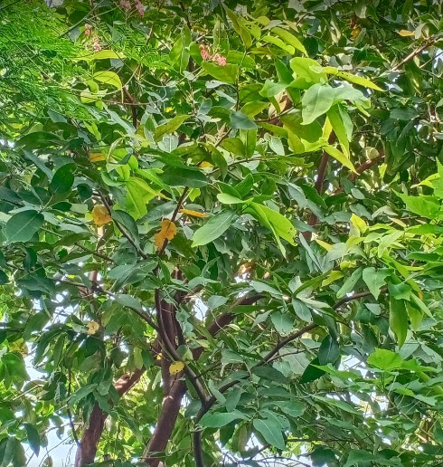 ต้นชมพู่หวานอินโด สูง 35-50 ซ.ม.