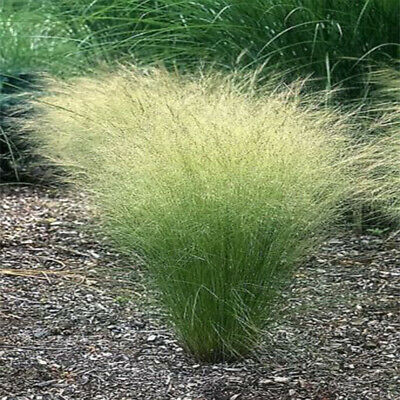 หญ้าขนเม็กซิกัน (Mexican Feather Grass) / 100 เม็ด