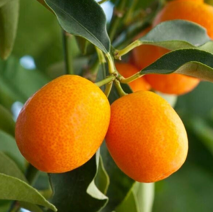 ต้นส้ม คัมควอท Kumquat ส้มกินทั้งเปลือก สูง 40-50 ซ.ม. ส้มกิมจ๊อ