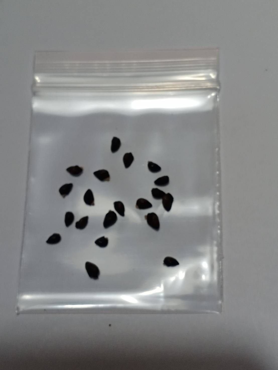 True Comfrey / Common Comfrey พันธุ์ใบเรียวยาว / 20 เม็ด (USA)