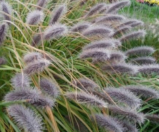 หญ้าน้ำพุ (Pennisetum red head) / 100 เม็ด