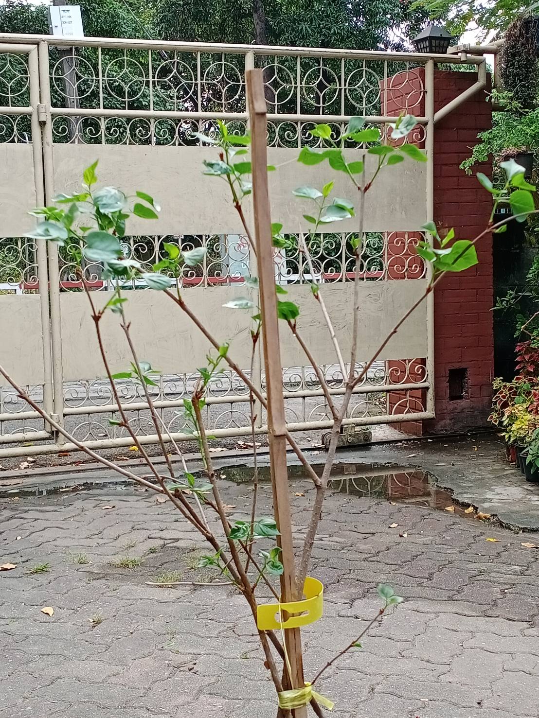 ต้นไลแลค ดอกสีม่วง กระถาง 10 นิ้ว สูง 90-120 ซ.ม. (China)