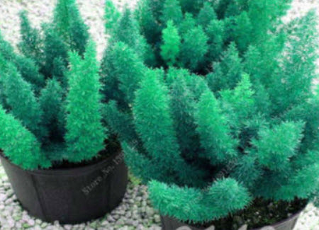 ปริกหางกระรอก (Foxtail Fern) คละ / 50 เม็ด (นอก)