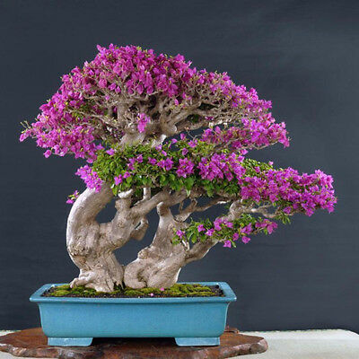 เฟื่องฟ้า (Bougenvillea) คละ / 200 เม็ด (China)