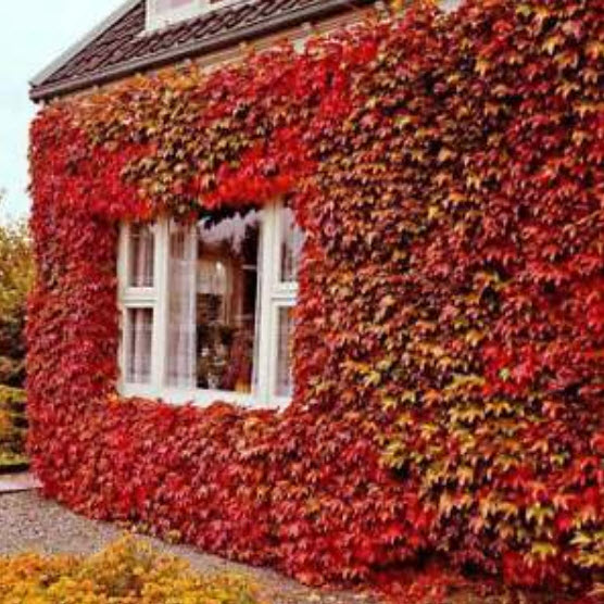 บอสตัน ไอวี่ (Boston Ivy) แดง / 50 เม็ด