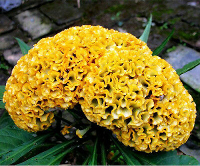 หงอนไก่ ดอกใหญ่ (Giant cockscomb) สีเหลือง / 400 เม็ด (S037)