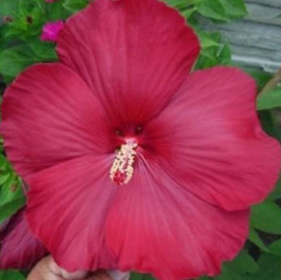 ชบาดอกยักษ์ (Giant Hibiscus) คละสี / 100 เม็ด (นอก)