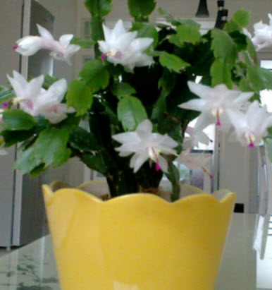 คริสมาสแคคตัส (Christmas Cactus) หรือมังกรคาบแก้ว สีขาว / 50 เม็ด