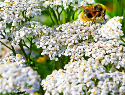 ยาร์โรว์ ซัมเมอร์ ไวท์ (Yarrow Summer White) / 3,000 เม็ด (UK)*