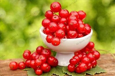 เรด เคอแร้นท์ (Red Currant) / 100 เม็ด