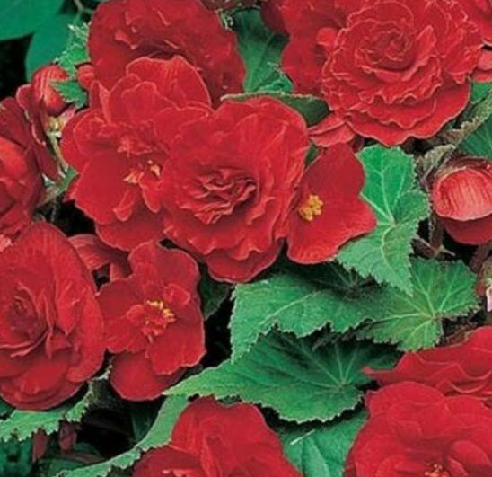 บิโกเนียซ้อน (Begonia Tuberosa Double) สีแดง / 25 เม็ด (USA)