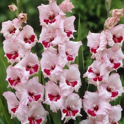 แกลดิโอลัส (Gladiolus) สีชมพู-แดง / 100 เม็ด
