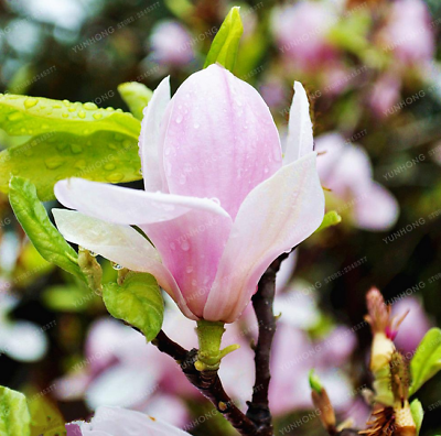 แม็กโนเลีย ยูหลาน (Magnolia Yulan) คละ / 25 เม็ด