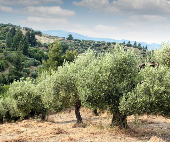มะกอกน้ำมัน มะกอกโอลีฟ (European Oil - Olive tree) / 5 เม็ด (Malta) หายาก จำนวนจำกัด