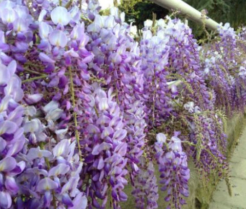 ต้นวิสทีเรีย (Wisteria) วิสเทียเรีย วีสเตียเรีย กระถาง 10 นิ้ว ไม้เถาเลื้อย