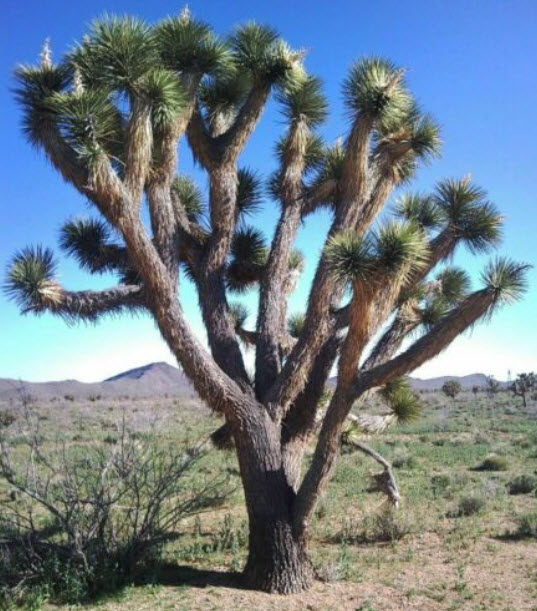 ปาล์มยุคก้า (Yucca Palm) / 5 เม็ด (Portugal)