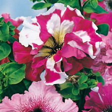 พิทูเนียดอกใหญ่ (Petunia Hybrida Superbissima) คละ / 1,500 เม็ด (Serbia)