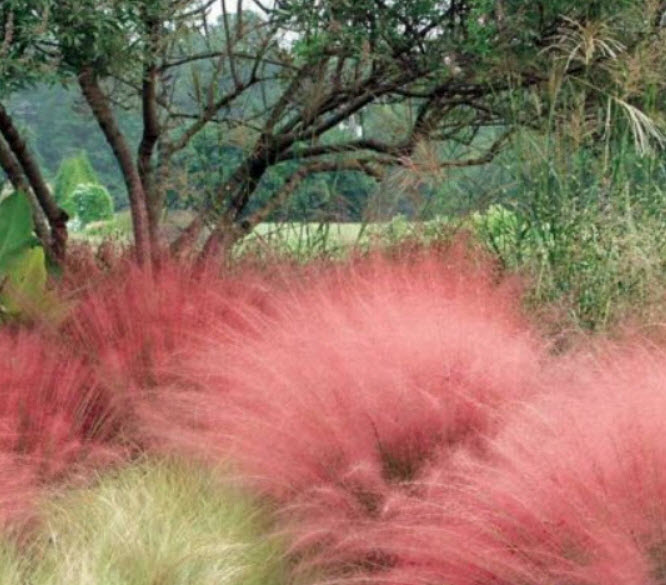 หญ้ามูลี่ชมพู (Pink Muhly Grass) / 100 เม็ด (France)*