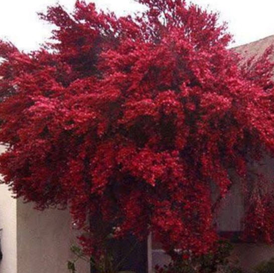 มานูก้า แดง ซ้อน (Manuka / Tea Tree) / 100 เม็ด (NZ)*