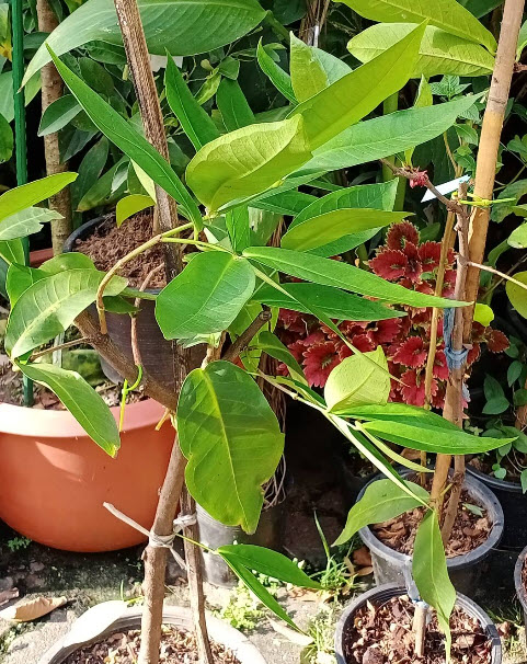 ต้นชมพู่หวานอินโด กิ่งตอน กระถาง 10 นิ้ว สูง 75-100 ซ.ม.