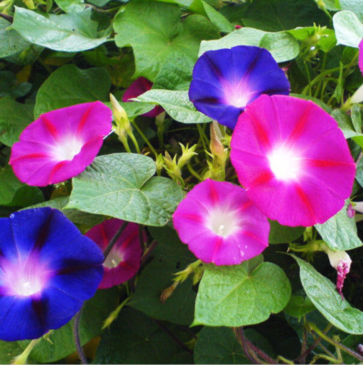 ผักบุ้งฝรั่ง (Morning Glory) / ซอง 20 เม็ด (A013)