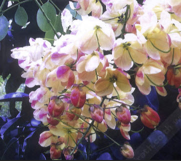 คูนสามสี (shower tree / Cassia fistula) / 20 เม็ด